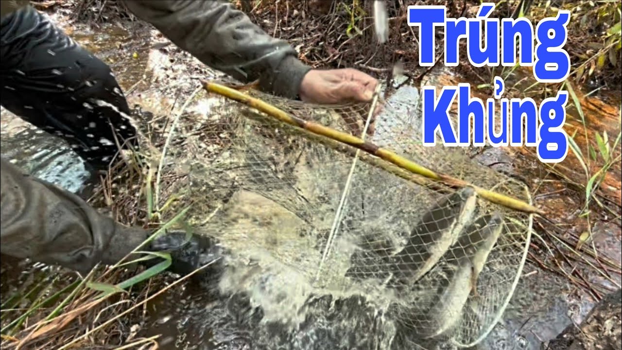 THĂM LỜ TRÚNG KHỦNG! LƯƠN TO – CÁ LÓC TO, VÁC KHÔNG NỔI