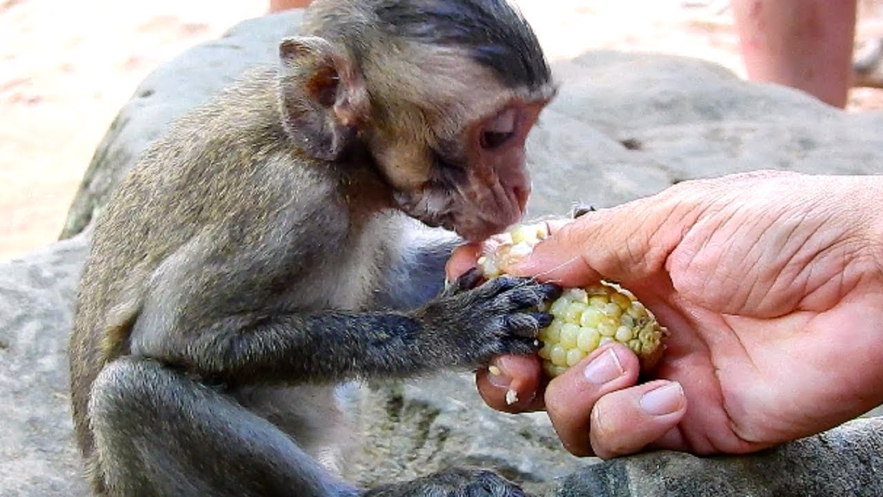 Shaking Body!!! Poor David Starve Eat Corn very shake Body, Baby still painful!
