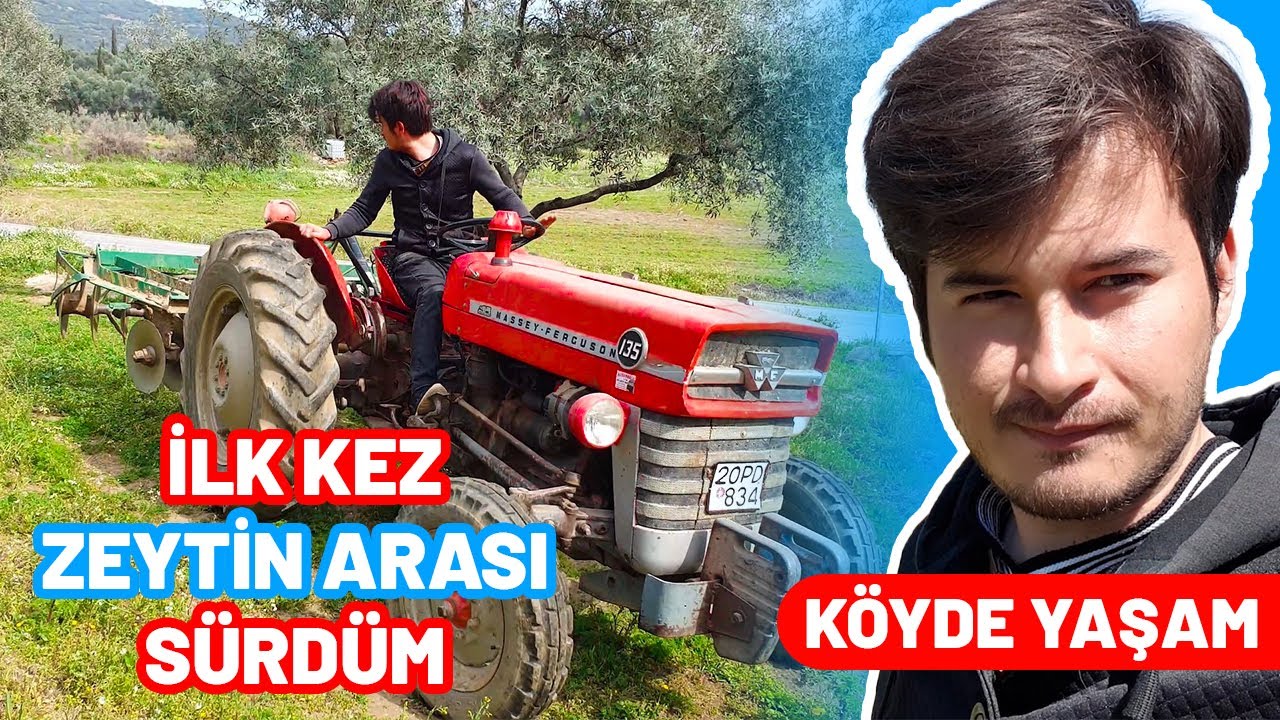 ACEMİ TRAKTÖR ŞOFÖRÜ ZEYTİN ARALARINI SÜRÜYOR | MASSEY FERGUSON 135 | ÇİFT SÜRME | TARLA SÜRME