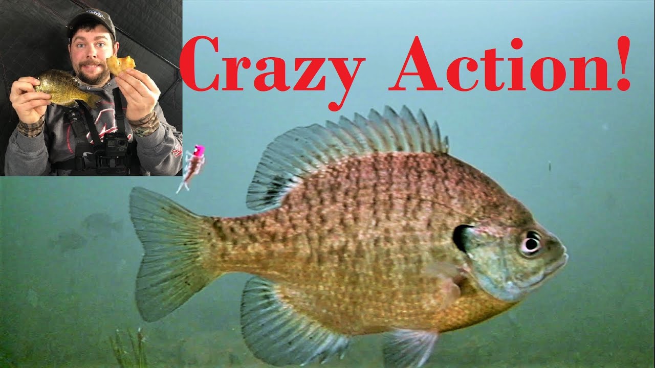 2020 Underwater Ice Fishing CATCH & COOK!