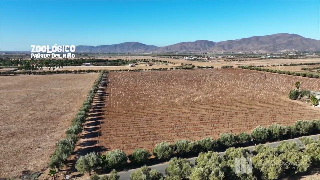 VIÑEDO EN VENTA EN VALLE DE GUADALUPE,  VECINO DE MONTE. 8.20 HECTAREAS.
