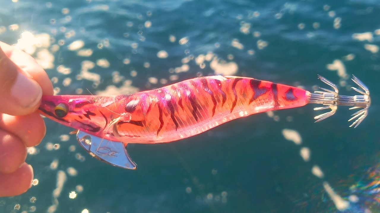 Pesca choco e lulas. Palhaço aprovado!