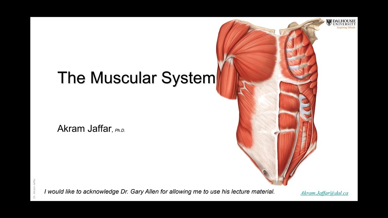 ANAT1010_12_Muscular system + Anki flashcards