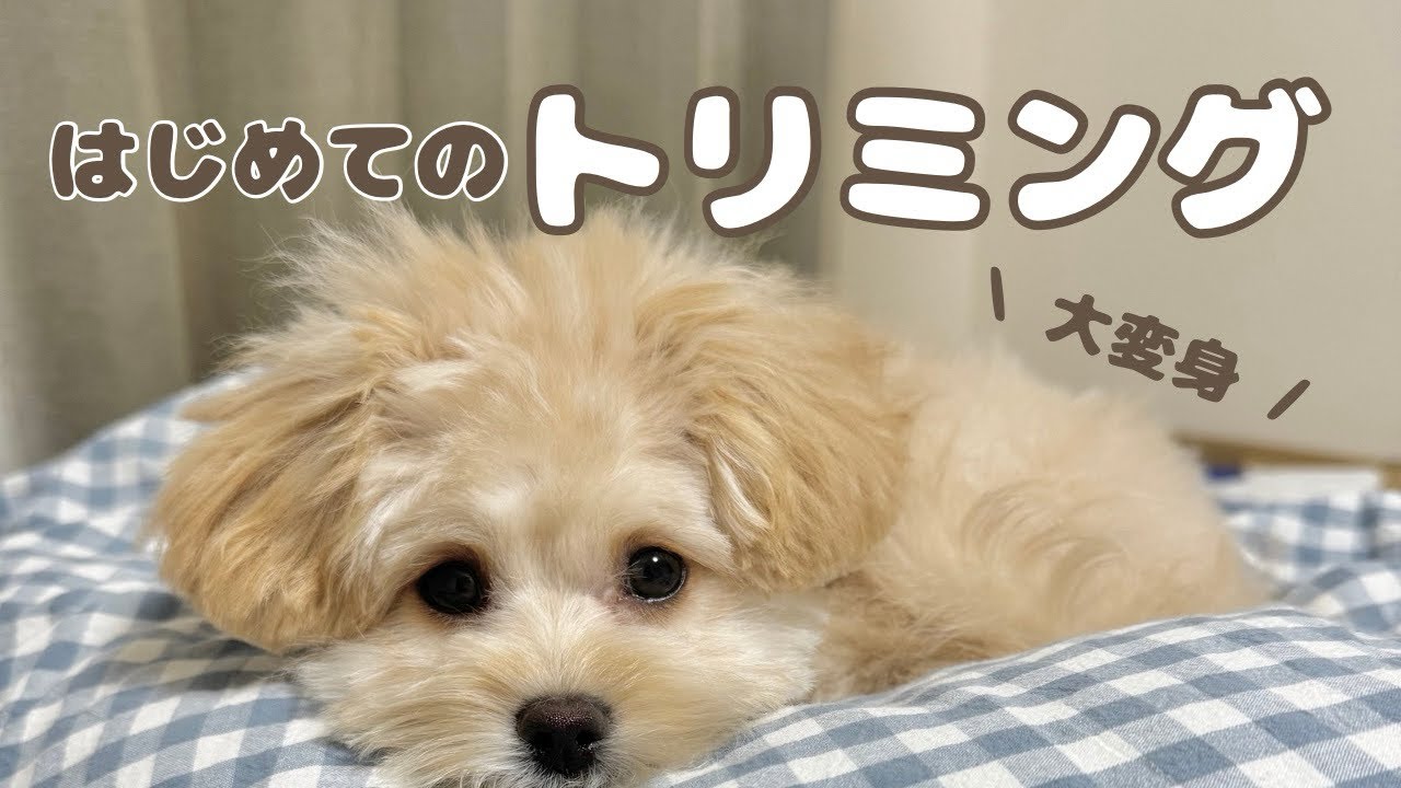 生まれて初めてのトリミングでイメチェン大成功した赤ちゃんポメプー👶🏻