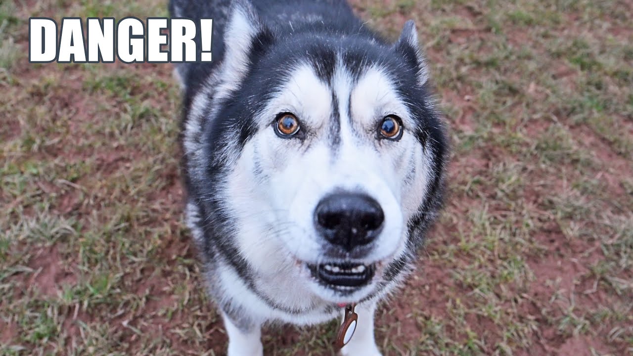 Chatty Husky Tells Me About The BIG HOLE He Fell In!