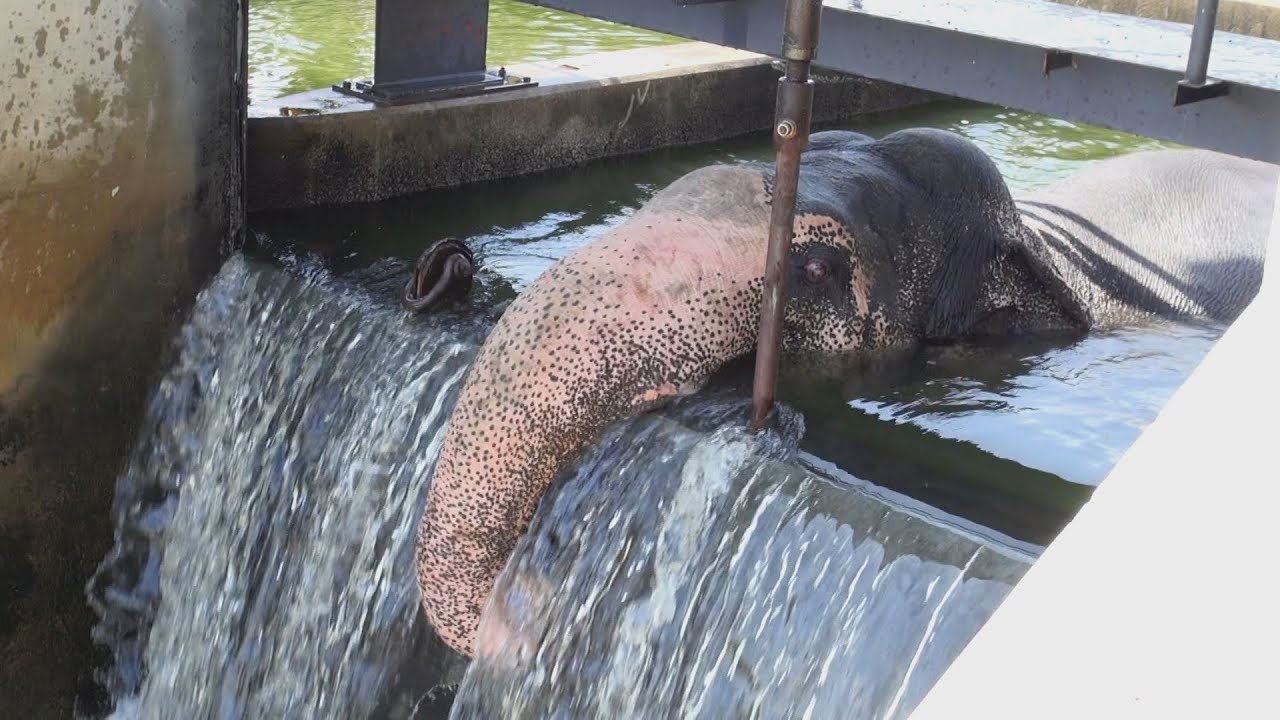 El impactante rescate del elefante en el canal.