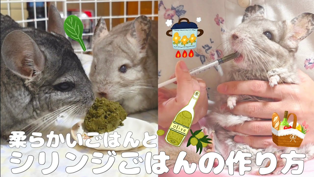 【第130湯】柔らかいごはんとシリンジごはんの作り方Force-feeding food for chinchillas: How to make soft food and syringe food