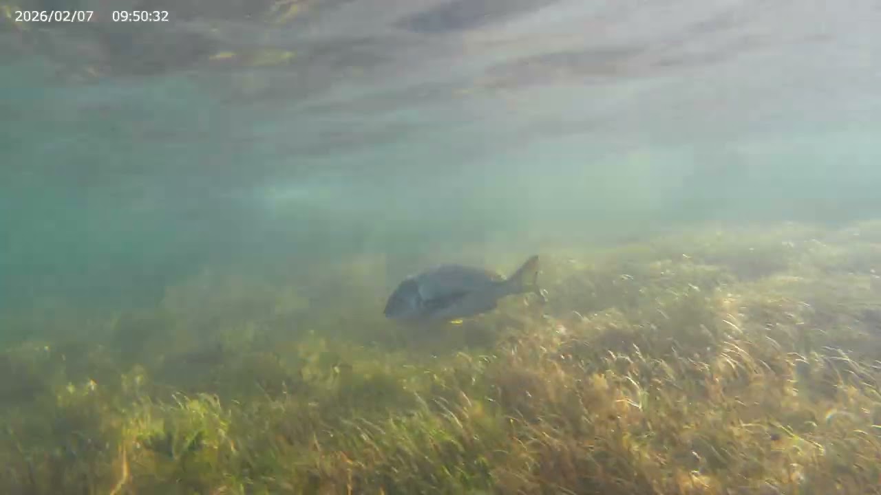 Snorkelling 07022026