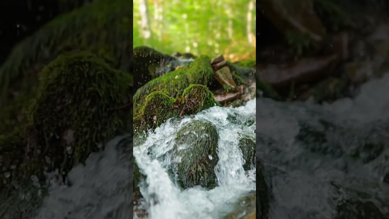 Enter a Peaceful & Beautiful Forest Sanctuary 💚 Welcome to Soothing Relaxation #relaxingmusic