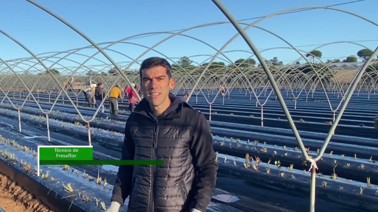Gestión Integrada de Plagas en cultivo de fresa. En Huelva [24/10/2023]
