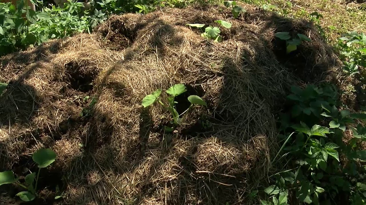 Maja un Seta Darza 02 06 2018 Permakultūra