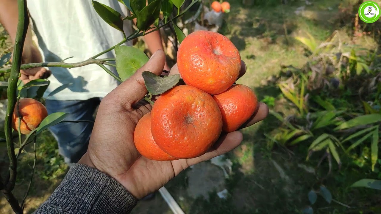 ফল সহ চায়না কমলার চারা কিনুন অর্ডার করতে   :০১৭৩৮০৭৭৯৩১ ০১৭৯৪২০৭০৭৭ ০১৭৮১৭৭১৩০৬