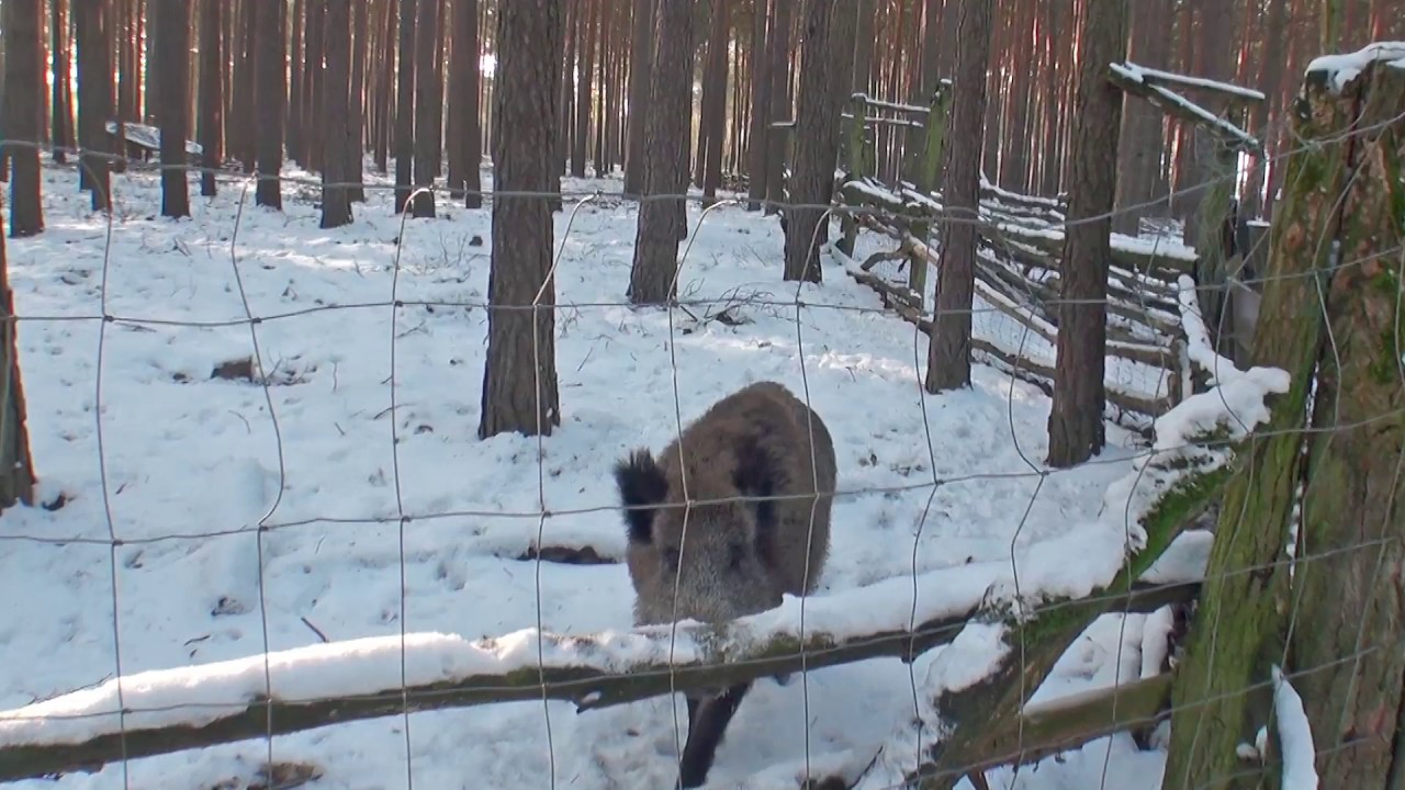 Kleiner Münsterländer 1. Kontakt Sauengatter