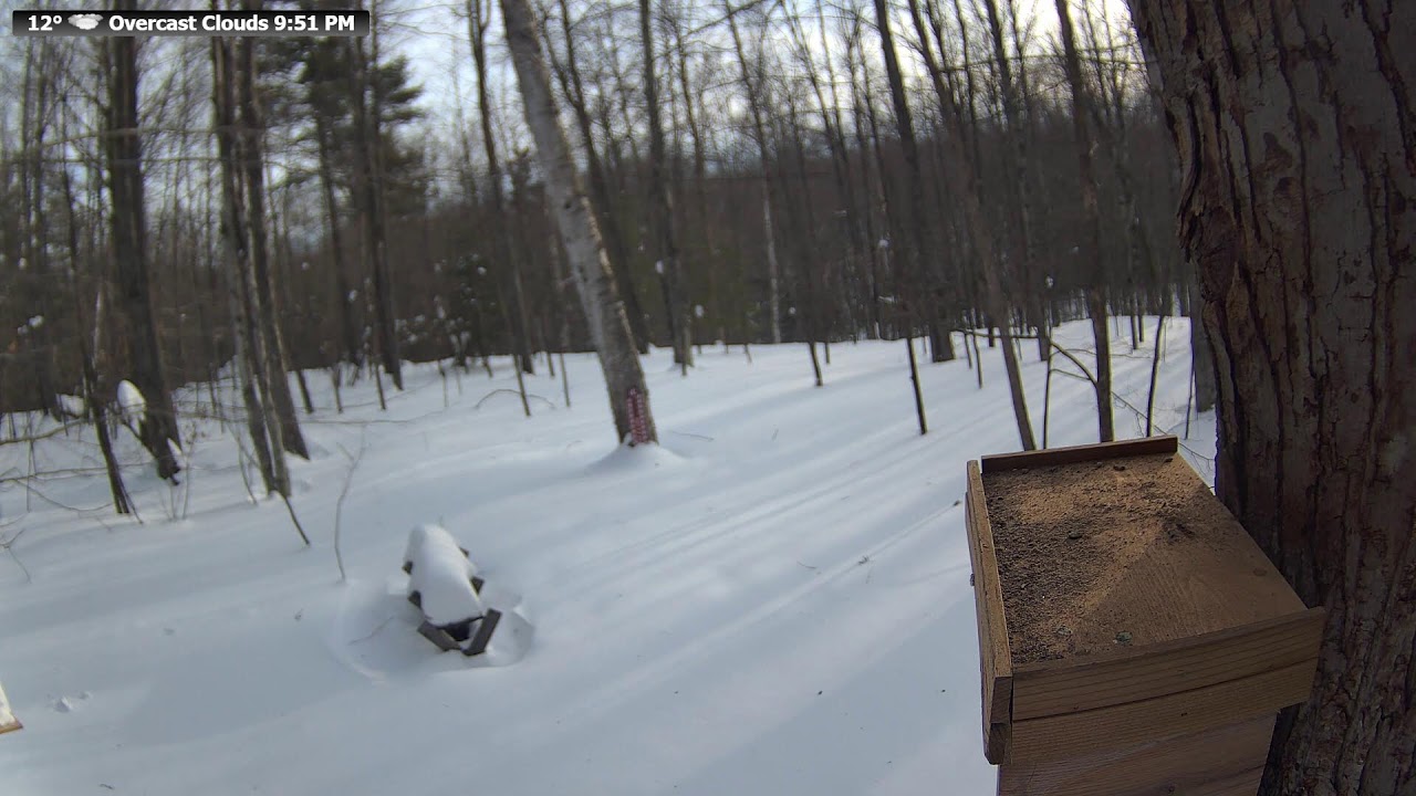 🔴 24/7 Wildlife Feeder Live | Birds, Deer & Flying Squirrels | Nicolet National Forest, Wisconsin