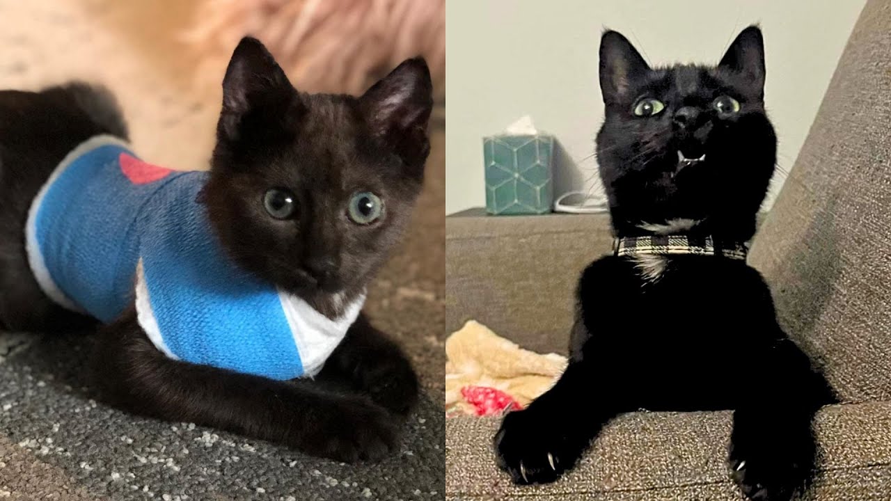 Cat No One Wanted Gets Second Chance At Life 💕