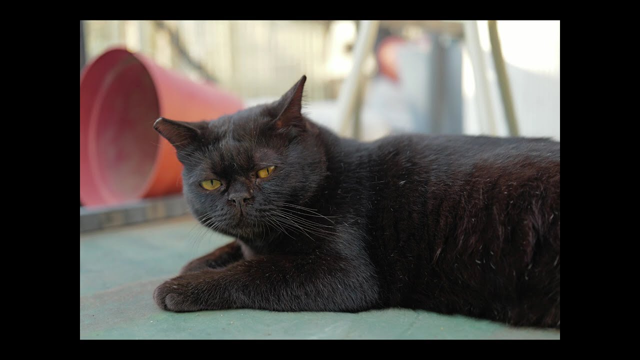 Cat photos