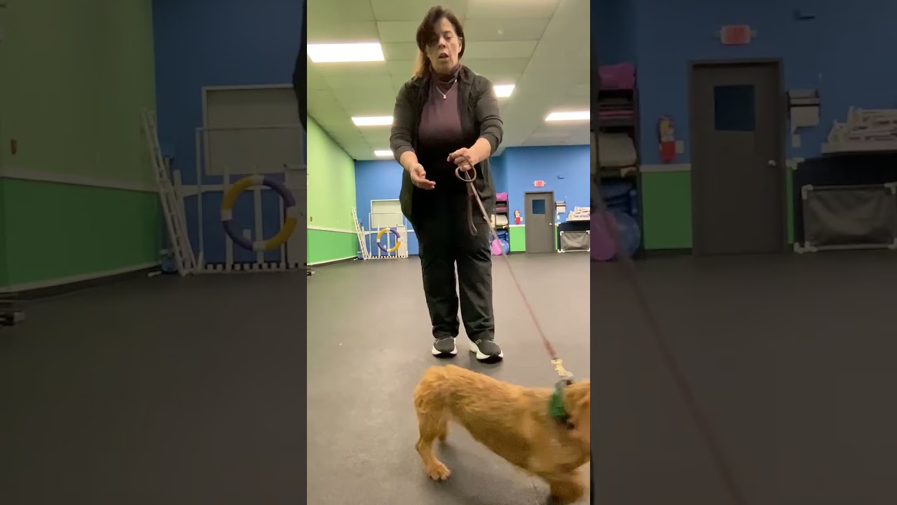 Loose Leash Walking Drills