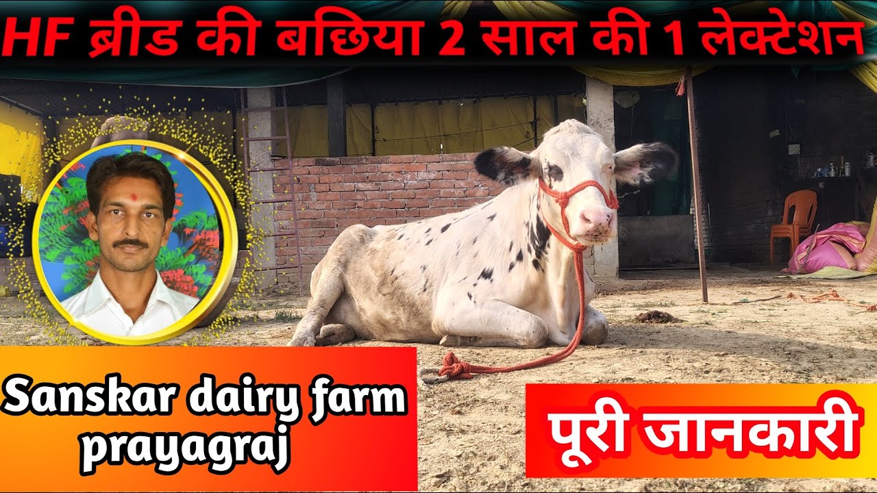🐮HF ब्रीड की बछिया 2 साल की 1 लेक्टेशन 🥳|🔥 पूरी जानकारी 😍 |Sanskar Dairy form prayagraj ✅