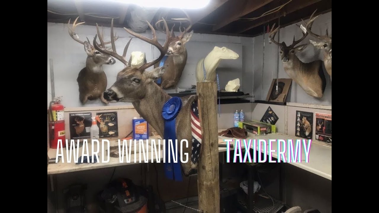 A Tour Of A Whitetail Taxidermy Shop