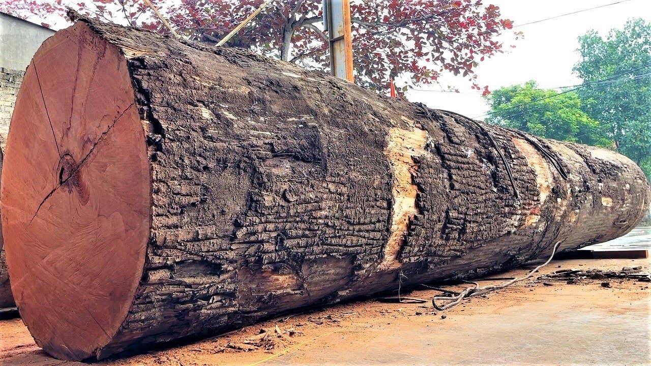 Amazing Sawmill Wood Cutting - Giant Wood Factory Operating At Full Capacity Big Tree Cutting Machin