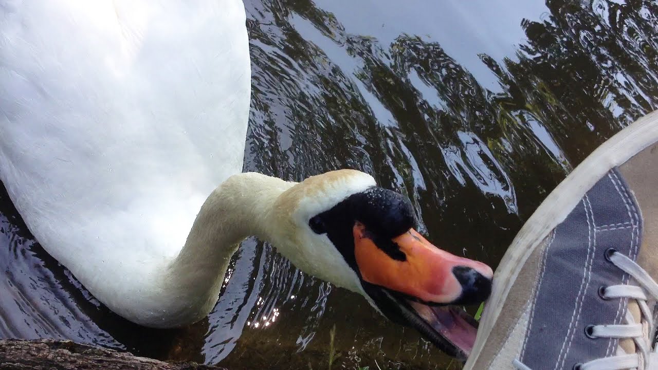 Cygne agressif qui attaque mes chaussures HD