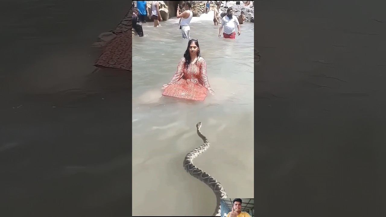 nomo nomo sankara #tiktok #viral #shortvideo #youtubeshorts #shorts #snake