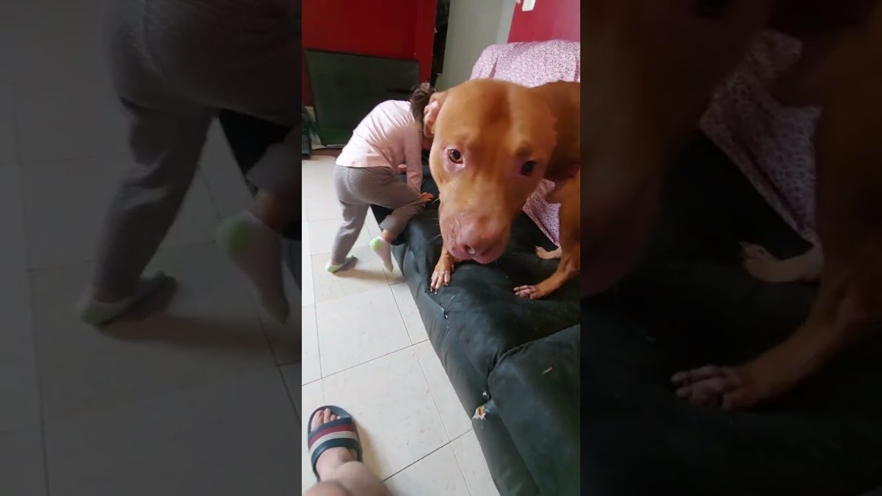 Produciendo Perros de Trabajo y Mascota!