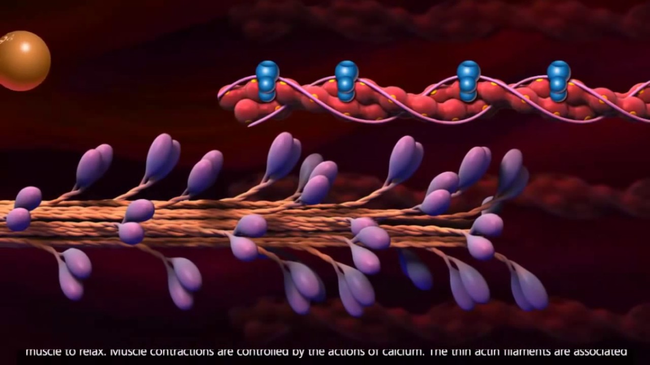 Muscle Contraction - Cross Bridge Cycle