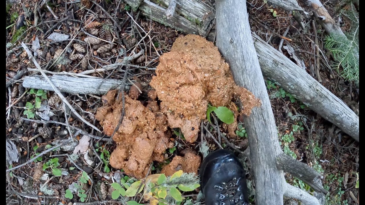 Bigfoot scat or Grizzly scat? - Yellowstone National Park