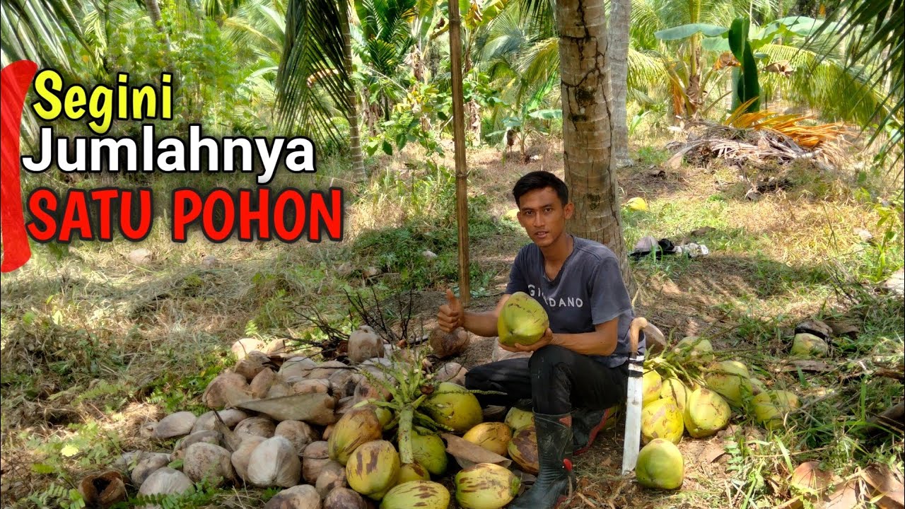 Pemecah Rekor Panen Kelapa Lokal Dengan buah Terbanyak