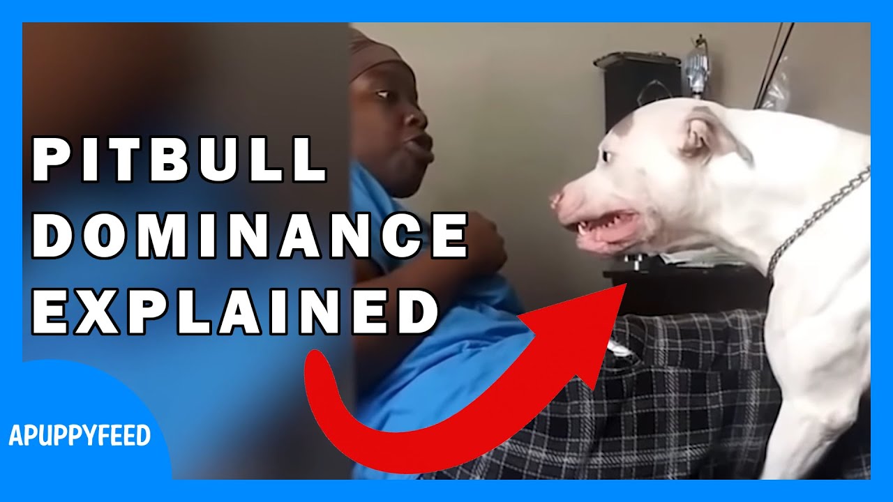 The True Dominance of an Unchallenged Dog | PITBULL ATTACKS OWNER
