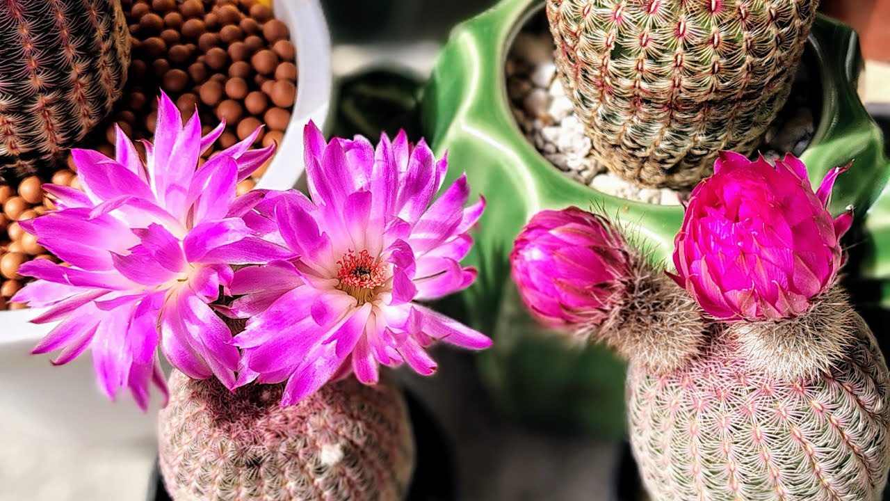 Rainbow Hedgehog Cactus/ Echinocereus rigidissimus in Bloom