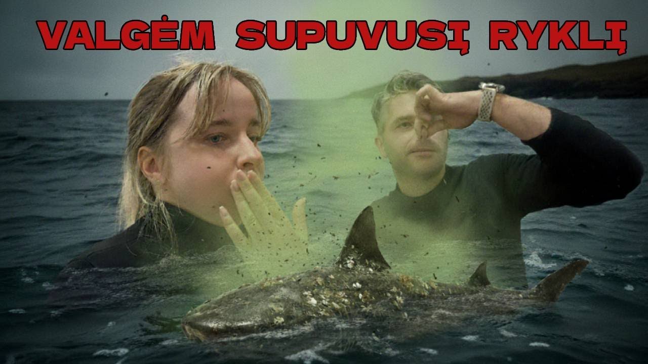 VALGĖM SUPUVUSĮ RYKLĮ ISLANDIJOJE (3)