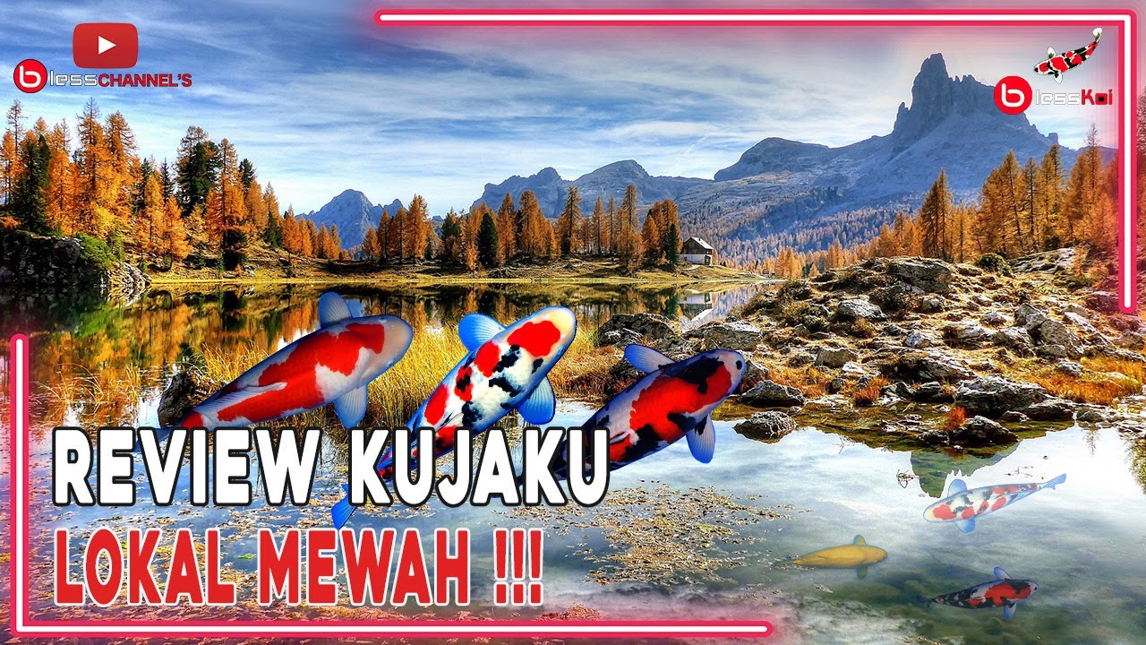 REVIEW KUJAKU LOKAL MEWAH ❗❗❗