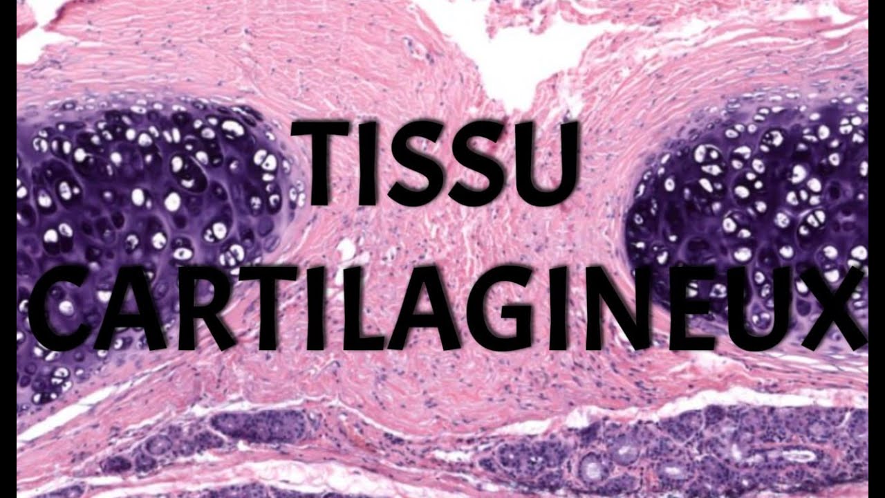 TISSU CARTILAGINEUX