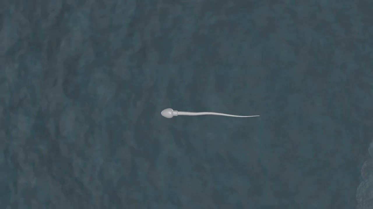 How is ICSI done? 3D animation of ICSI (Intracytoplasmic sperm injection) procedure | IVF animation