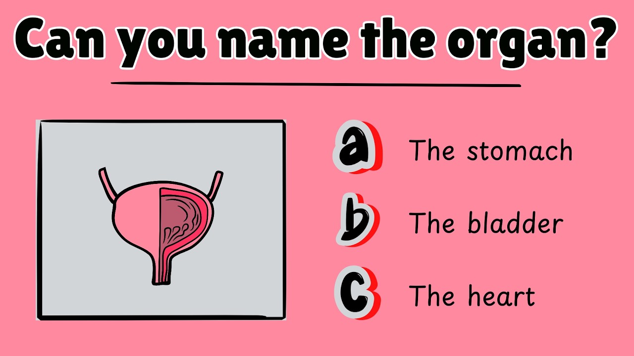 Human Body Organ Quiz | Test Your Knowledge in 10 Seconds!