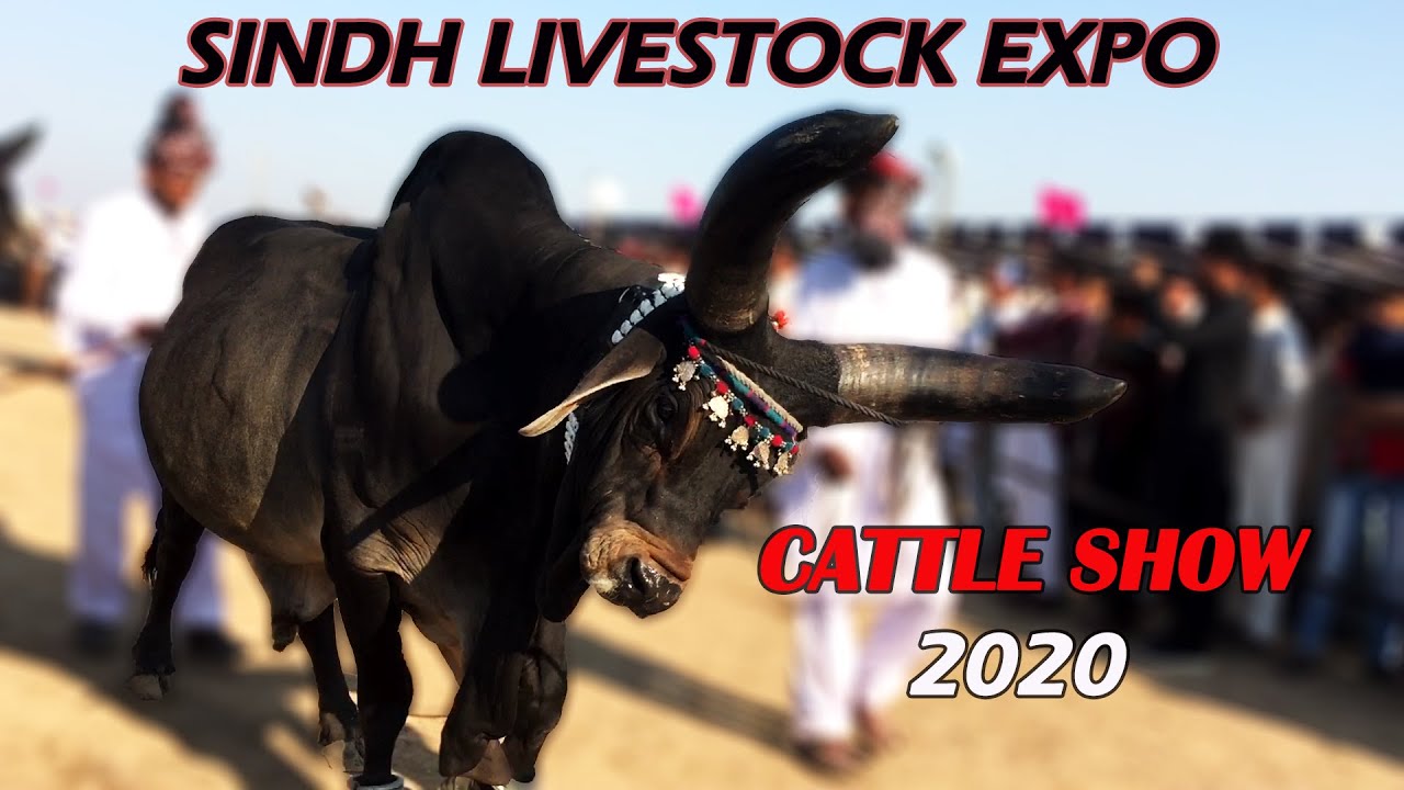 Cattle Show | Sindh Livestock Expo 2020 Hyderabad | Documentary