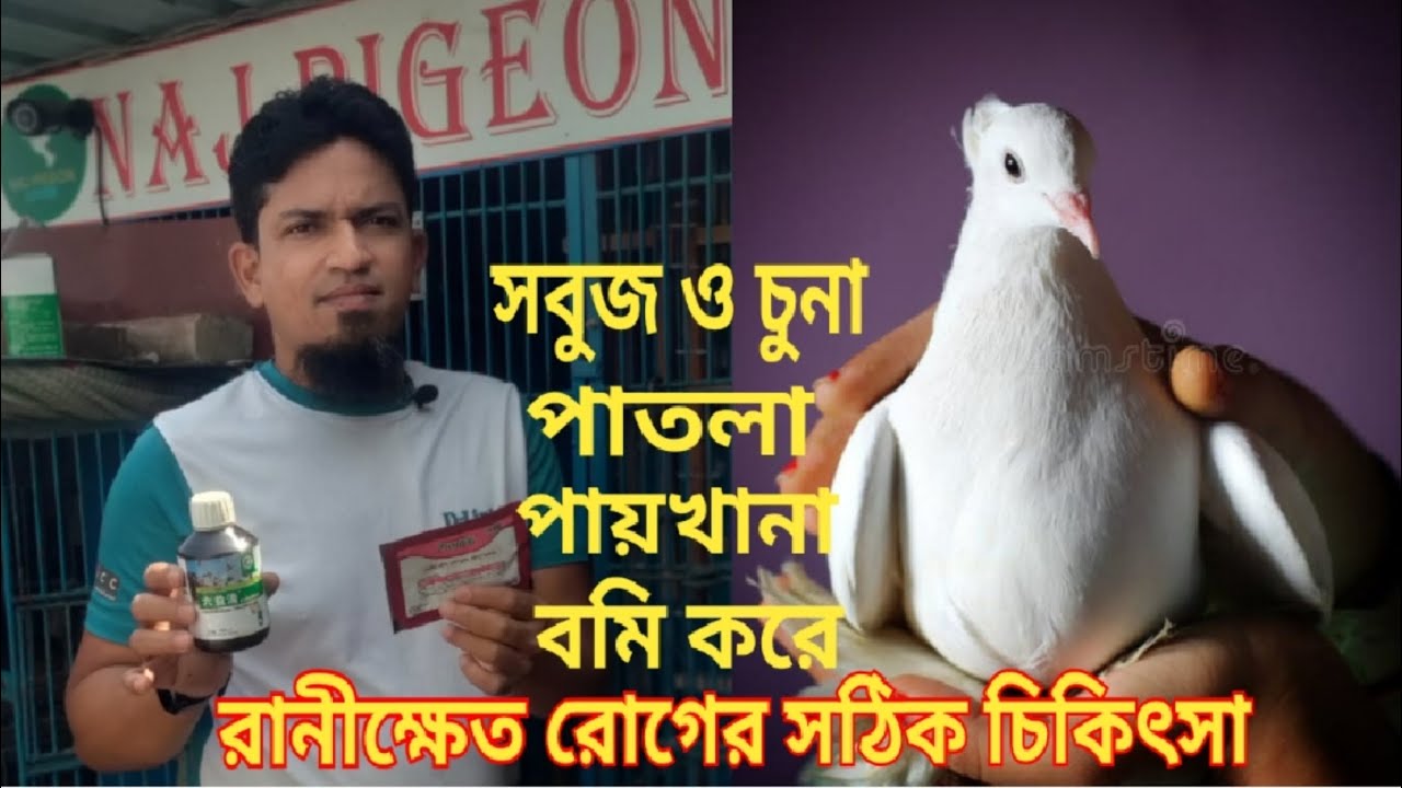 ইরোকট কবুতরকে কেন খাওয়াবেন | ইরোকট এর কাজ কি?সবুজ চুনা হলুদ পাতলা পায়খানা ও বমি করলে ইরোকট