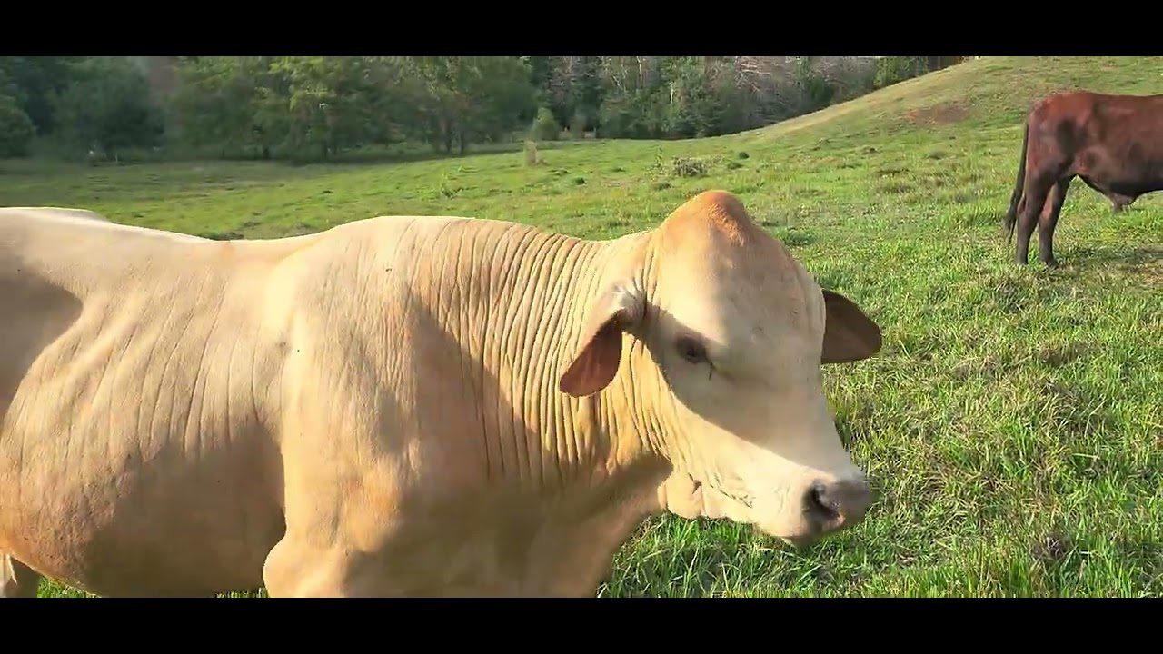 Fui a mi Campo favorito a ver mis Animales. 