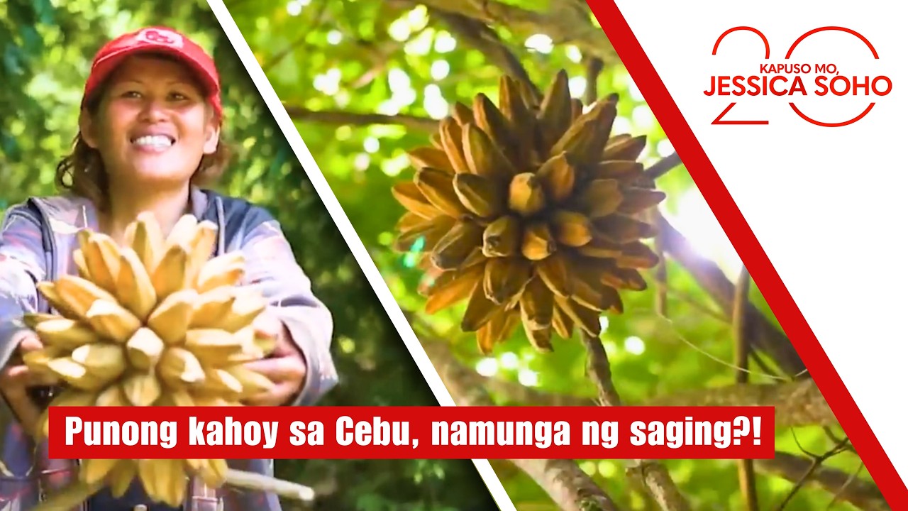 Punong kahoy sa Cebu, namunga ng saging?! | Kapuso Mo, Jessica Soho
