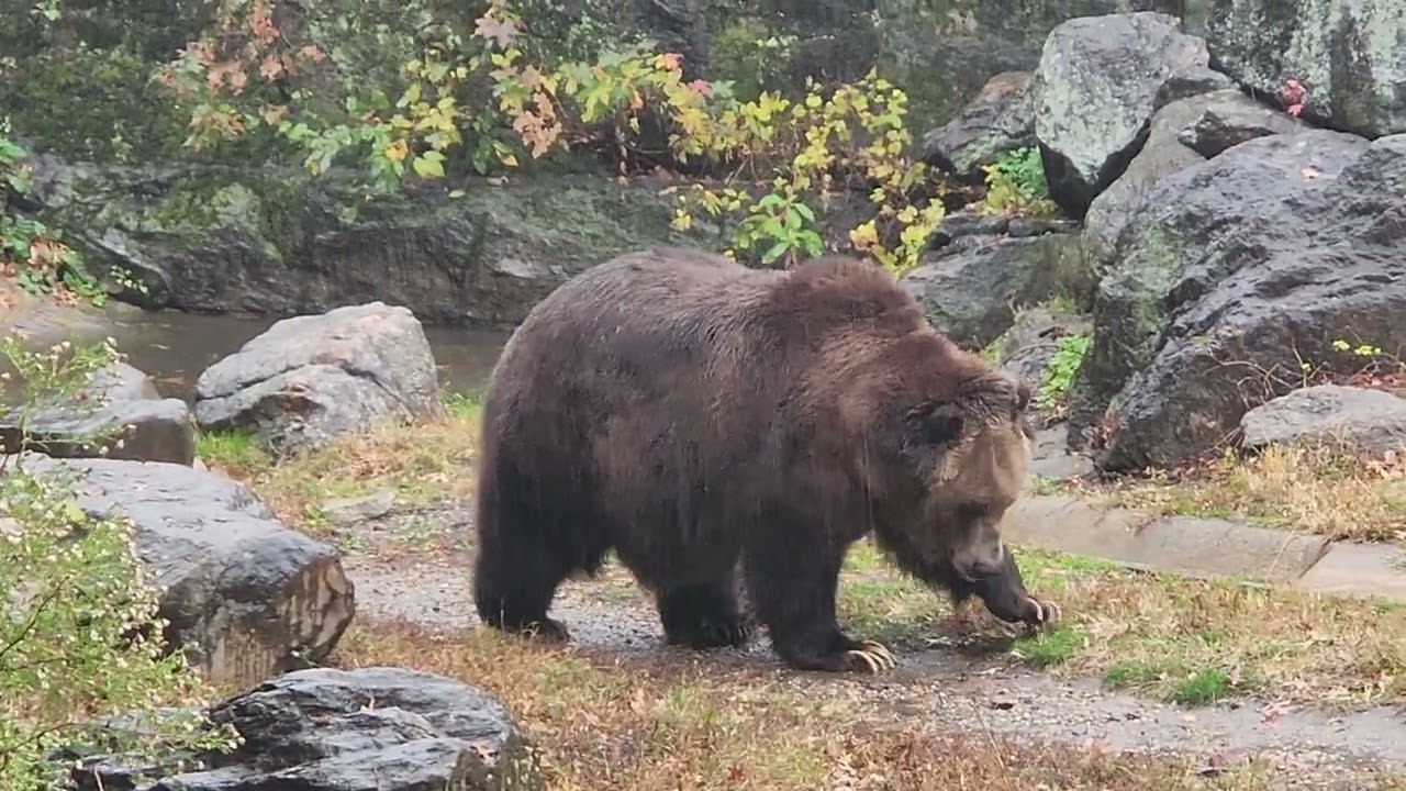 Watch this bear fully enjoys the pouring November rain!!