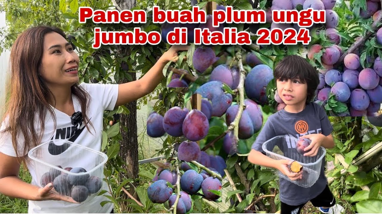 LANJUT PANEN BUAH PLUM UNGU JUMBO - MAKAN SATU LANGSUNG KENYANG
