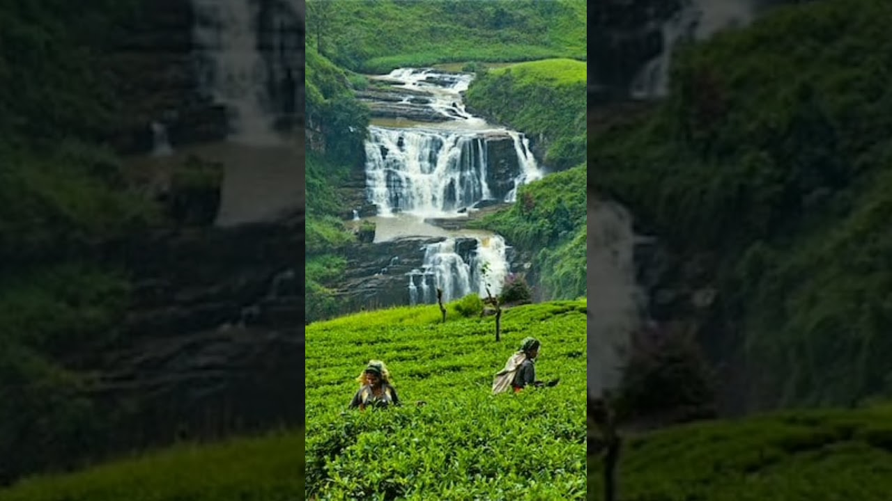 Sri  Lanka Tea Plantation ☕☕☕#srilanka #tea #shorts