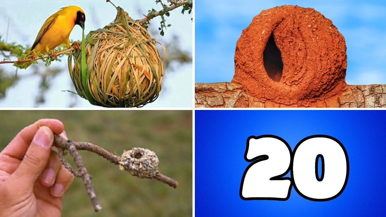 &iexcl;20 NIDOS DE AVES INCRE&Iacute;BLES Y &Uacute;NICOS EN EL MUNDO!