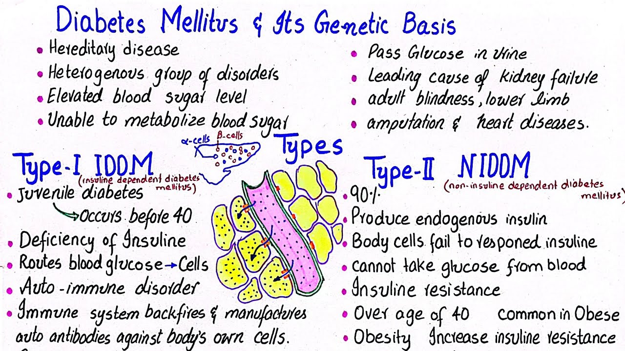 Diabetes mellitus and its genetic basis | IDDM & NIDDM | class 12
