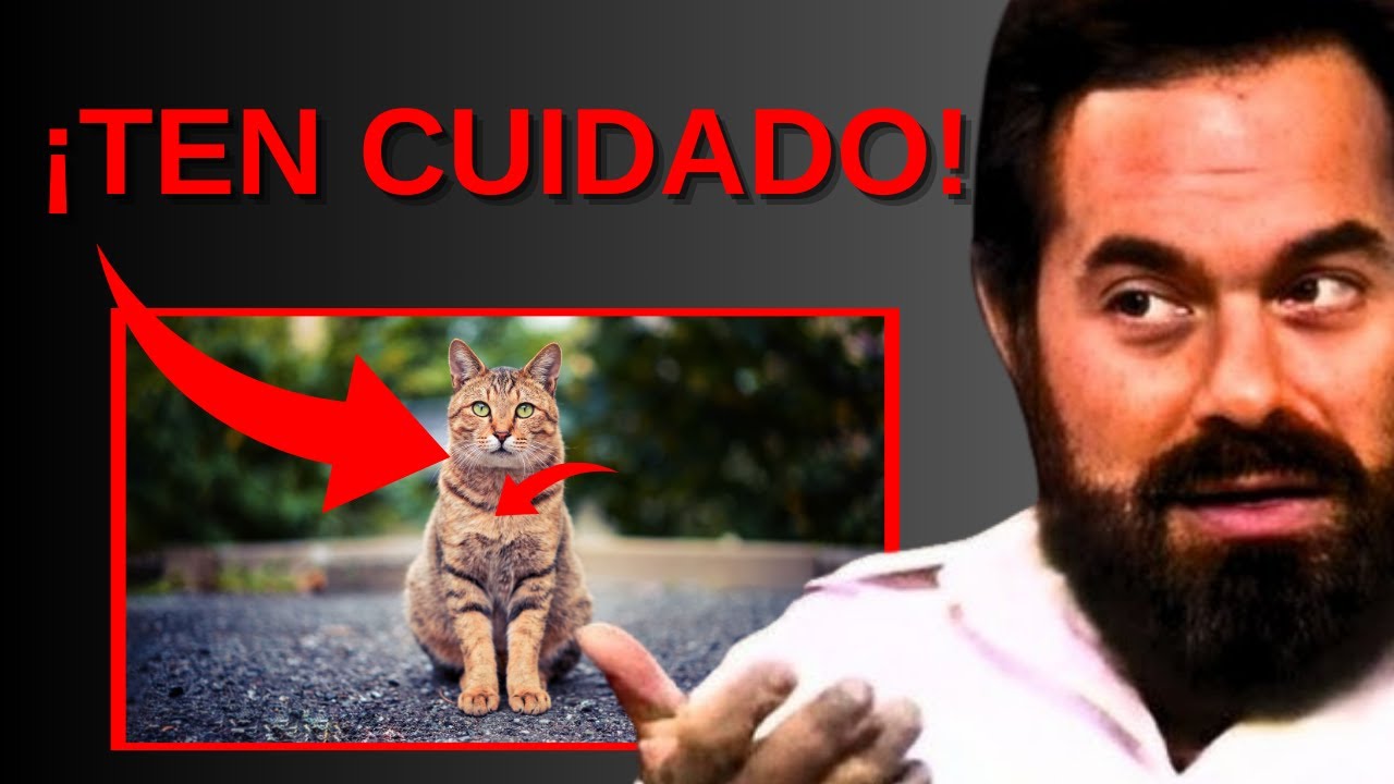 EL SIGNIFICADO ESPIRITUAL QUE CADA COLOR DE UN GATO - JACOBO GRINBERG