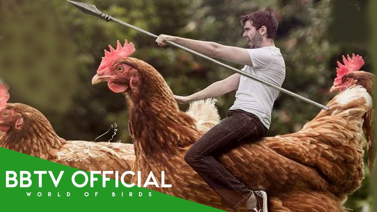 10 Largest Chickens in the World You Never Knew Existed | Wildlife Documentary | BBTV Official