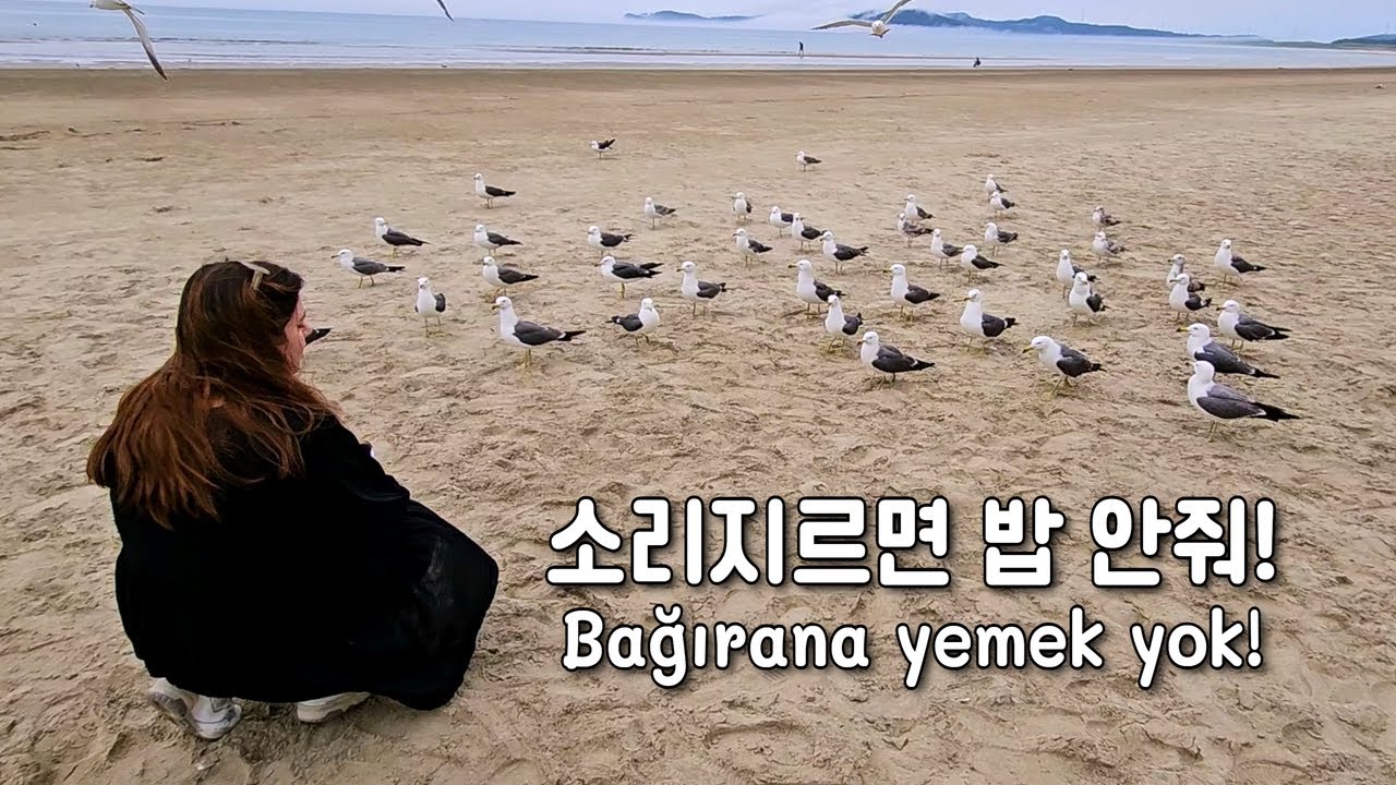 [국제커플] 갈매기 교육시키는 튀르키예 아내😂 | 태안 여행 🇹🇷🇰🇷