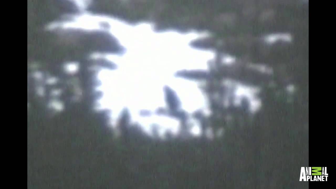 Famous Rocky Mountain Bigfoot Footage from 1962 | Finding Bigfoot